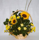 Apolo - Cód. 20011 - 60,00€