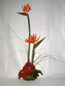 Sharon - Cód. 20016 - 48,00€